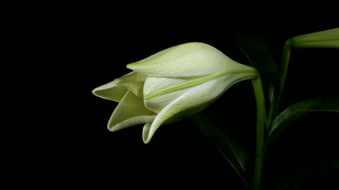 Blooming Flower GIFs - Find & Share on GIPHY