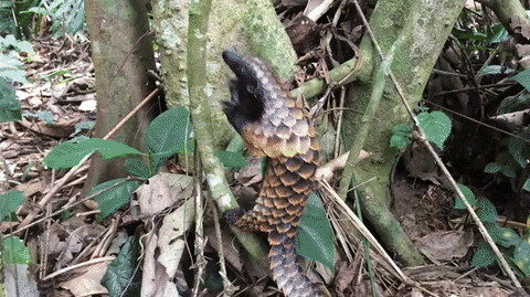 Pangolin hypnotically scaling a tree like an ant-eating wizard