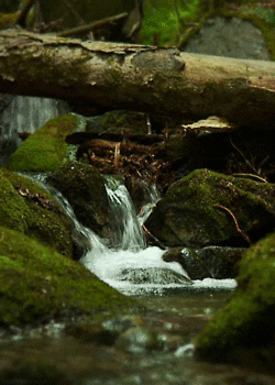 gif of a river splitting into smaller streams and merging back together again
