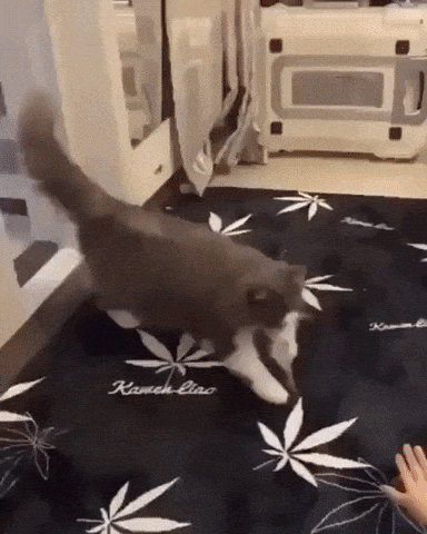 The level of trust in cat gifs