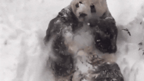 Panda enjoying snow GIF