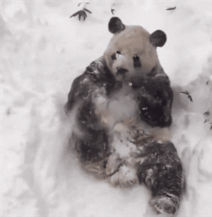 Panda enjoying snow in animals gifs