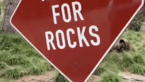 Watch for Rock