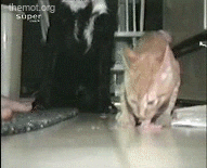 Cat Humor #8