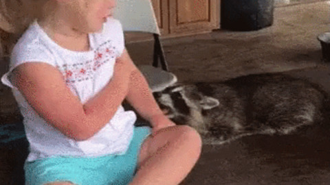 Raccoon trying to show off
