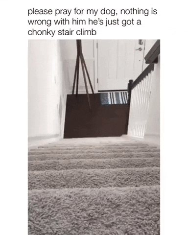 Chonky stair climb in funny gifs
