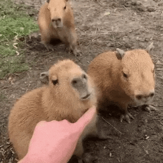 Good scratches in funny gifs