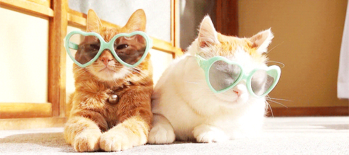 Dois gatos, um caramelo e um branco, com óculos escuros em formato de coração.