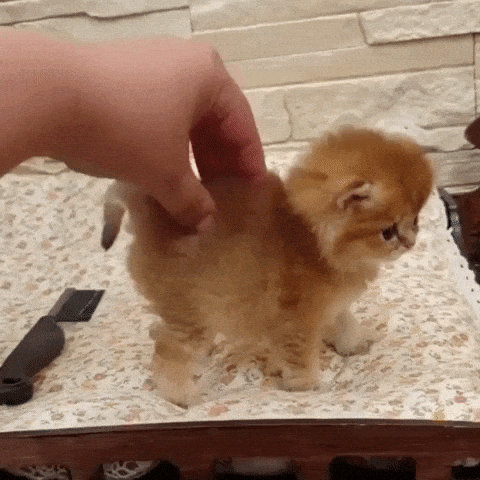 Smol boi gets massage in cat gifs