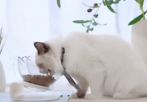 Anti-Vomiting Cat Bowl – houseserendipity