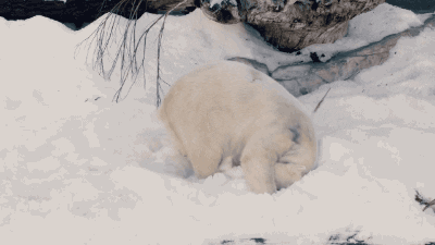 animals snow lazy polar bear comfortable