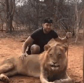 Thug Lion in animals gifs