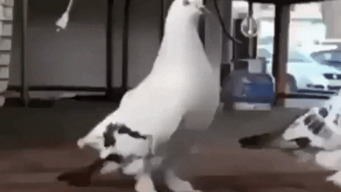 Backflip pigeon