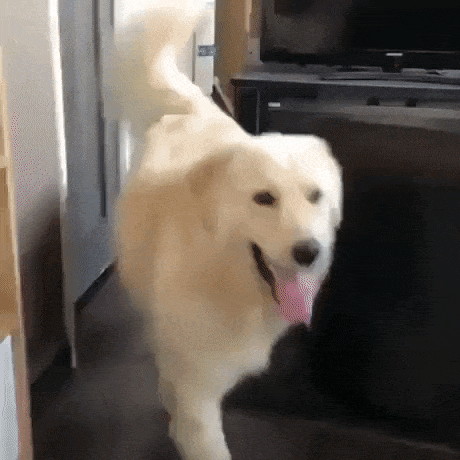 What just happend in dog gifs