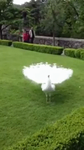 Peacock Dancing GIF