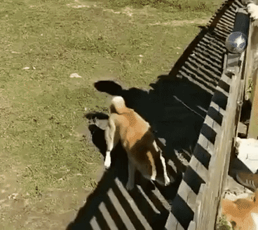 Aint no fence is stoping him in funny gifs