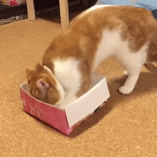 A good place to sit in cat gifs