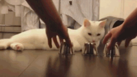 Smart Kitty best Gif