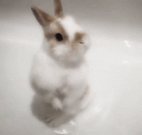 Bunny Cuteness GIF - Find & Share on GIPHY