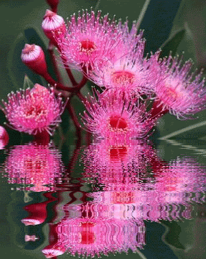 Flowers GIF - Find & Share on GIPHY
