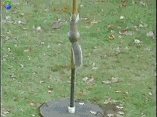 Squirrel GIF - Find & Share on GIPHY