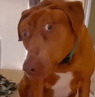 GIF dog staring para Instagram