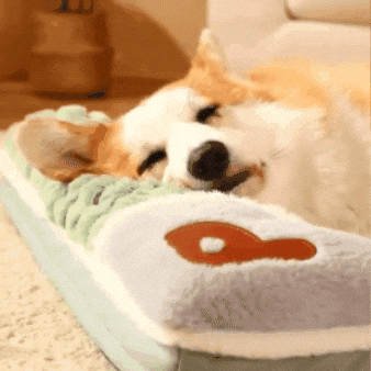 Corgi feliz en cama ortopédica