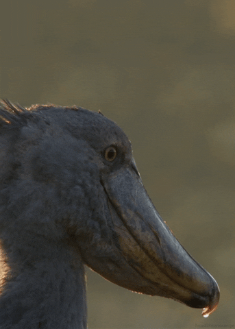 Animated gif of a shoebill bird.