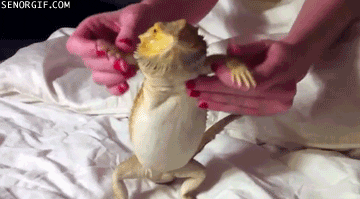 Bearded Dragons Dancing GIF by Cheezburger - Find & Share on GIPHY