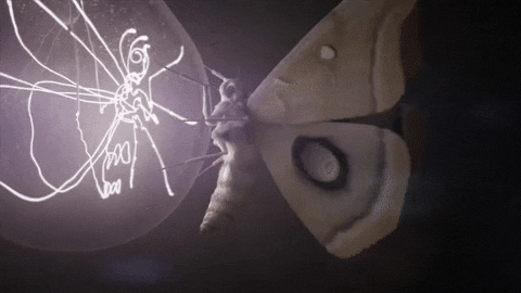 Moth GIF - Find & Share on GIPHY