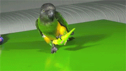 giphy.gif