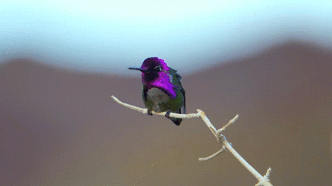 interesting showing hummingbird costa Colibríes 