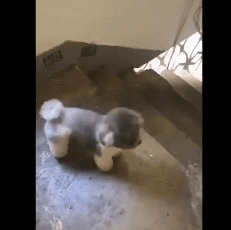 Going down the stairs in dog gifs