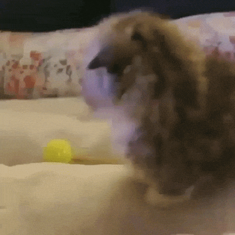 Omg So Cute