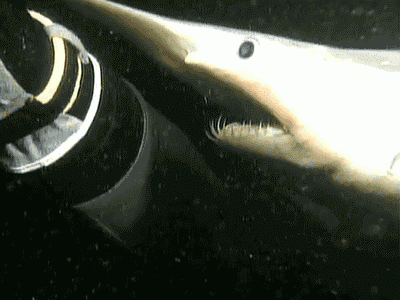 Goblin Shark GIFs - Find & Share on GIPHY