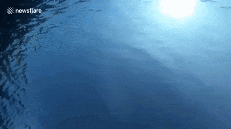 Jelly fish caught in water ring in funny gifs