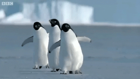 A group of three penguins walking on snow