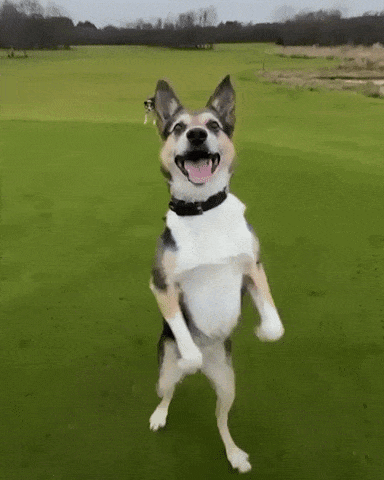 Happy Doggo Walks on Grass with Two Hind Legs