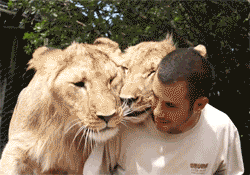 lion-man-loving-each-other