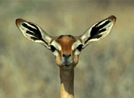 A chewing deer gif.