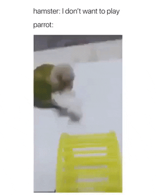 Parrot got no chill in funny gifs