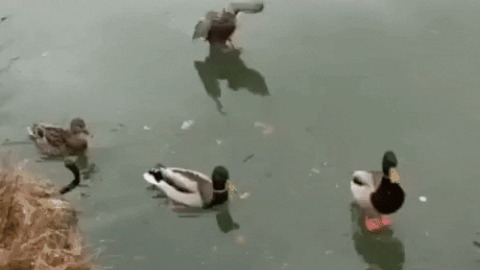Ducks on ice