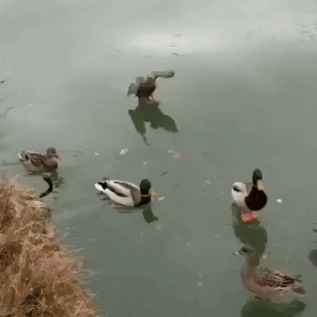Ducks on ice in funny gifs