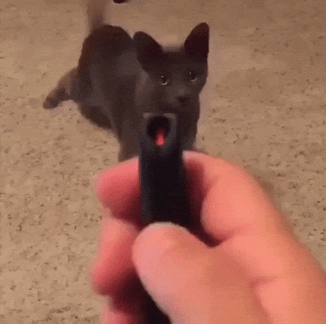 The red dot in cat gifs