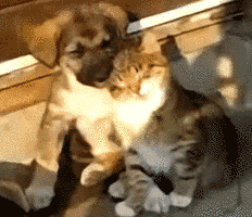 Sleepy Puppy GIFs - Find Share on GIPHY