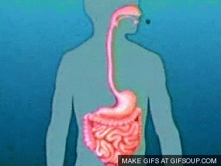 Digestive System GIFs Get The Best GIF On GIPHY