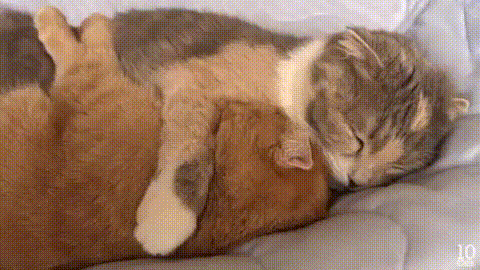 Cuddle time in cat gifs