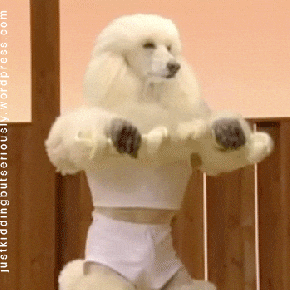 https://media.giphy.com/media/XdihmyBs3QNRm/giphy.gif