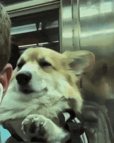 Sleepy Corgi Carried In Hoomans Backpack In The Subway