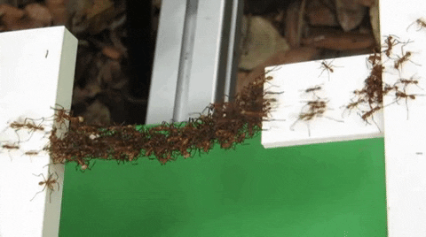 Ant bridge in wow gifs